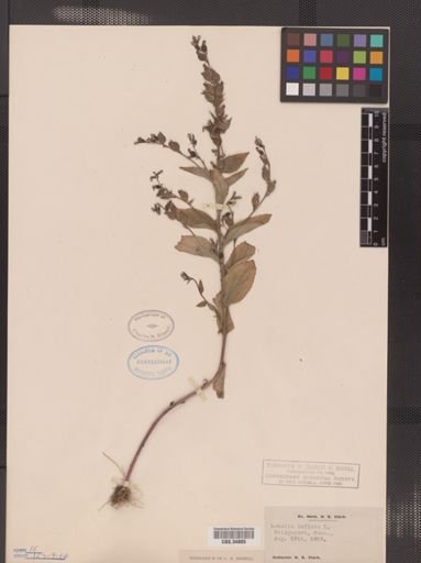 Lobelia inflata