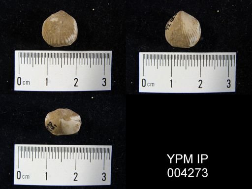Rhynchonella sp.