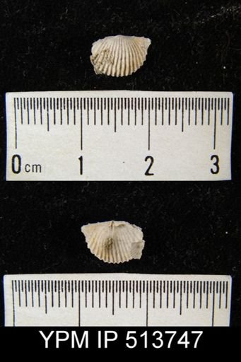 Chonetoidea