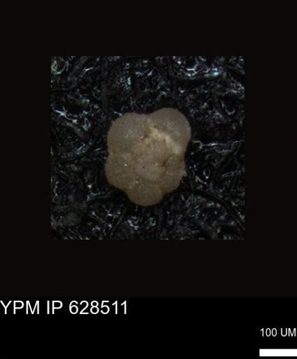 undet. Foraminiferida
