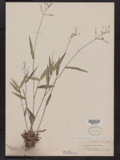 Panicum commutatum