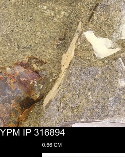 undet. Mollusca
