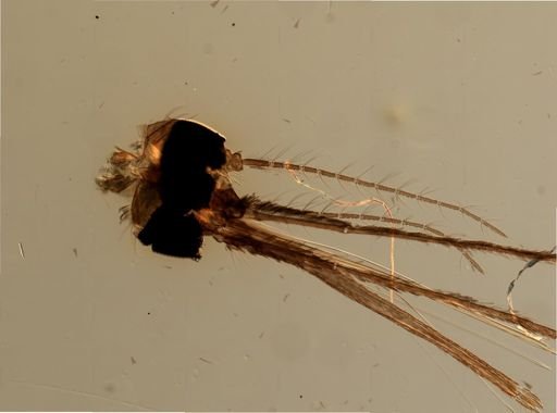 Anopheles punctipennis
