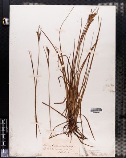 Carex lenticularis