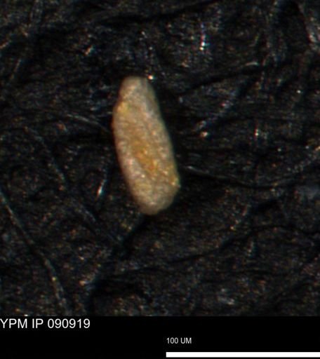 Miliammina ischnia