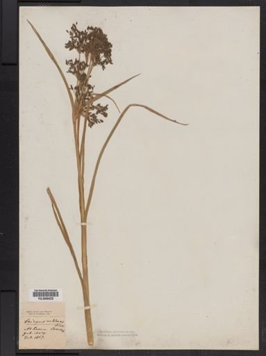 Scirpus