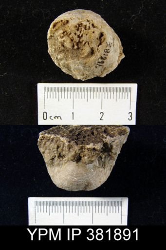 Dictyoclostus gallatinensis