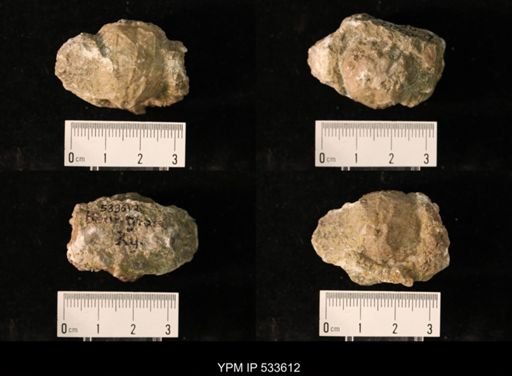 Caryocrinites sp.