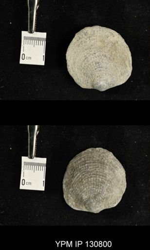 Spinatrypa spinosa
