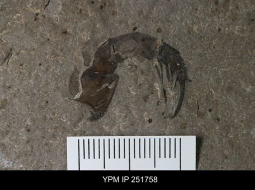 undet. Eurypterida