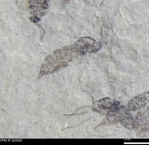 undet. Insecta
