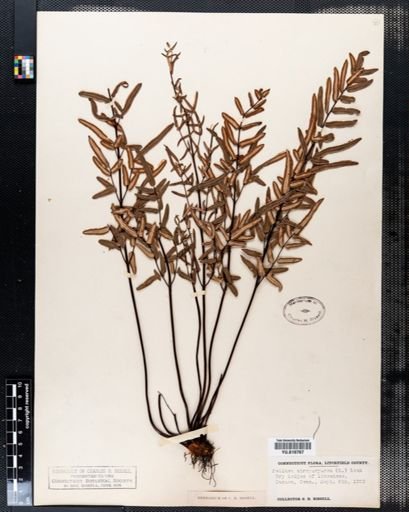 Pellaea atropurpurea