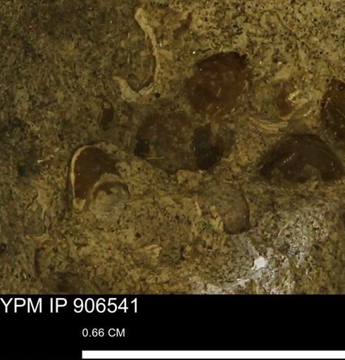 Corbulamella?