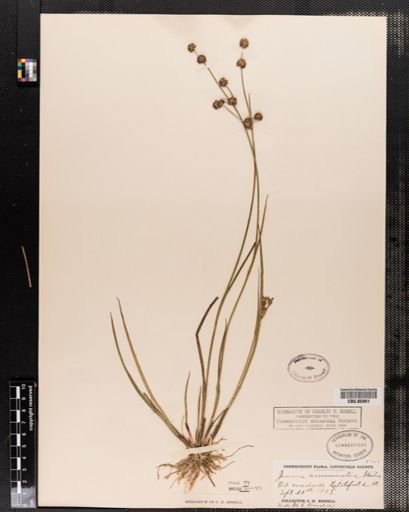Juncus