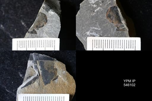 undet. Eurypterida