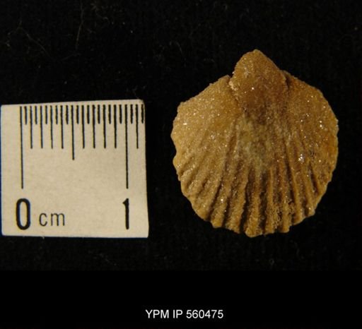 undet. Brachiopoda