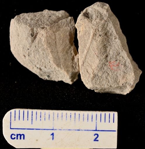Gleichenia? bohemica