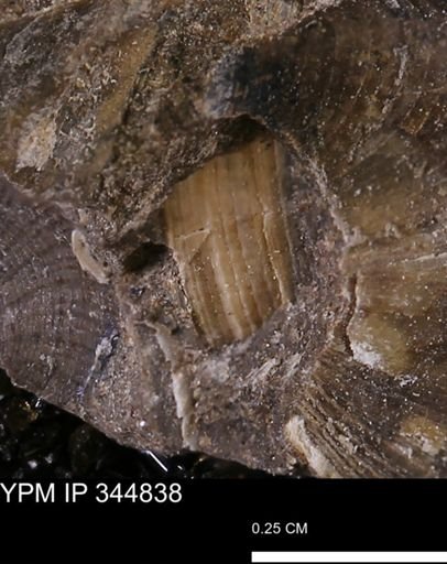 Limopsis striatopunctatus