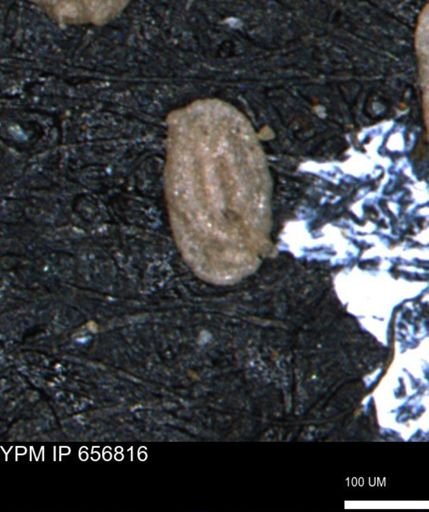 Miliammina inflata