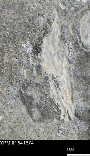 Protocardia subquadrata