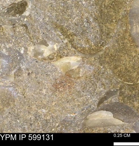 undet. Bryozoa