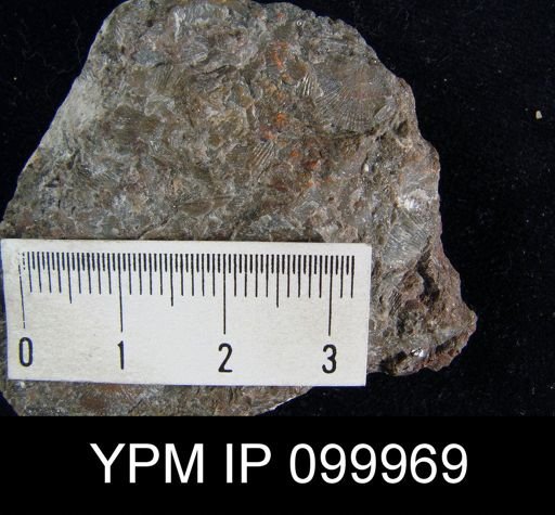 Brachyprion gilpeni