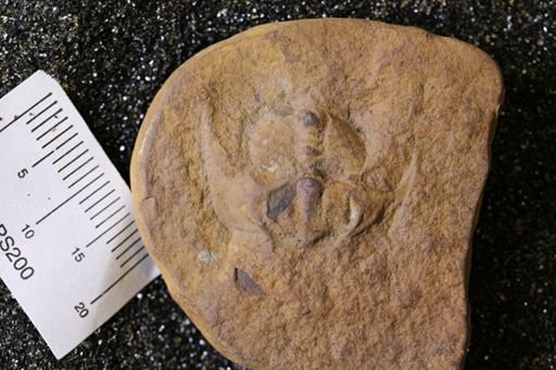 Euproops danae