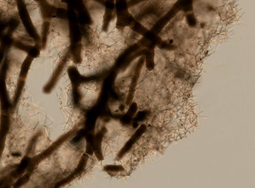 Haliclona