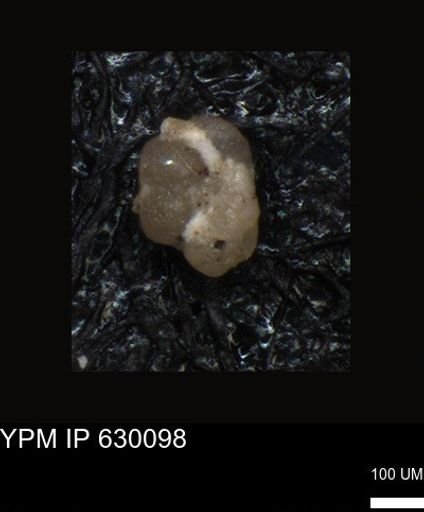 undet. Foraminiferida