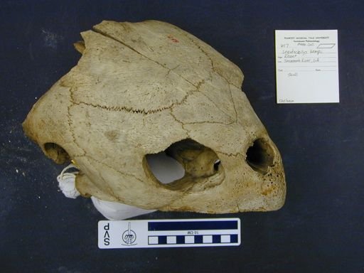 Lepidochelys kempii