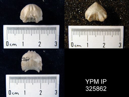 Uncinulus wangenheimi