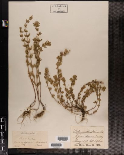 Plantae