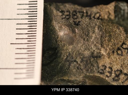 Protocardia subquadrata