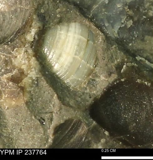 Limopsis striatopunctatus
