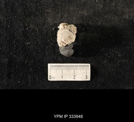 Echinoconchus biseriatus