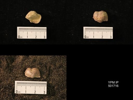 Marginifera splendens