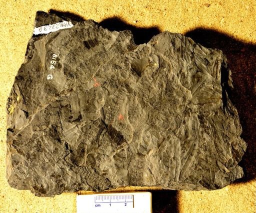 Calamites sp.