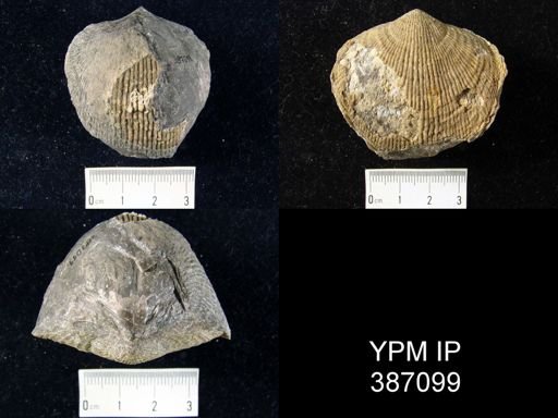 Atrypa (Planatrypa)