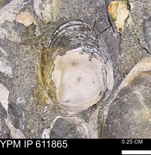 Protocardia sp.
