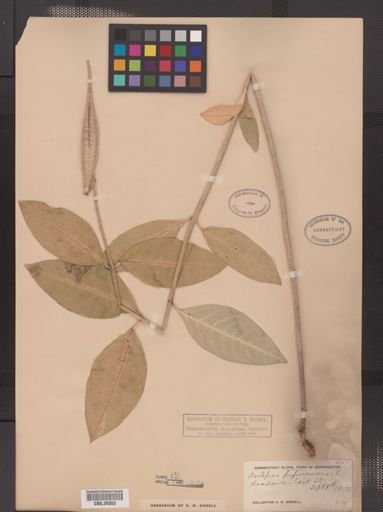 Asclepias purpurascens