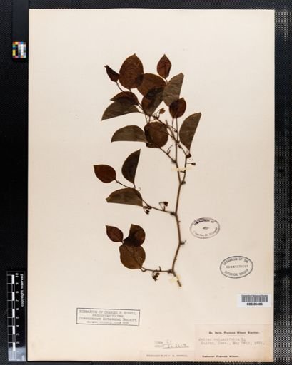 Smilax rotundifolia