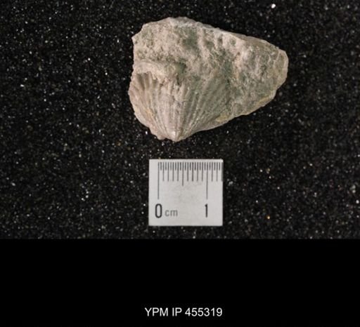 Platystrophia daytonensis