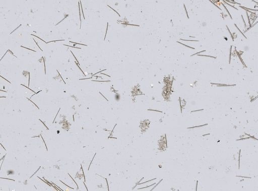 Iophon sp.