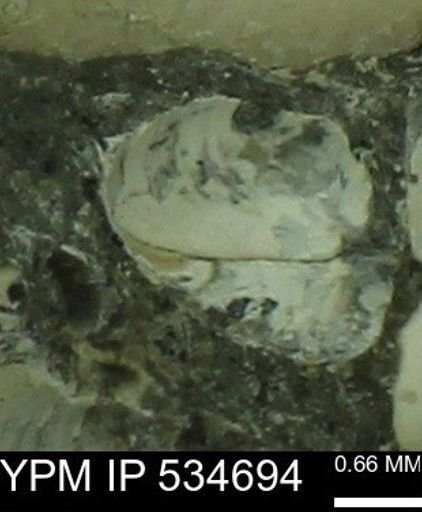 Protocardia subquadrata