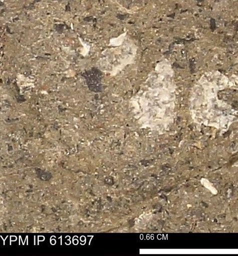 Scaphites sp.