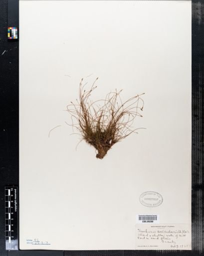 Eleocharis acicularis