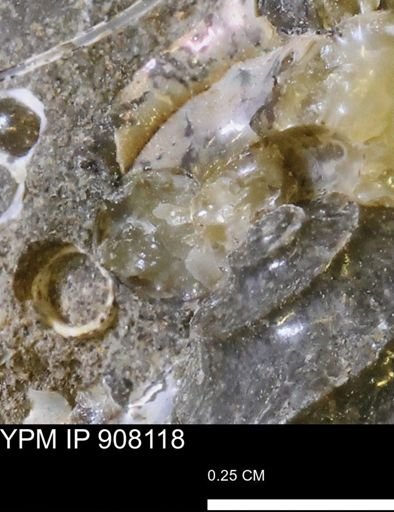 undet. Scaphitidae