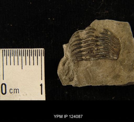 Phacops rana