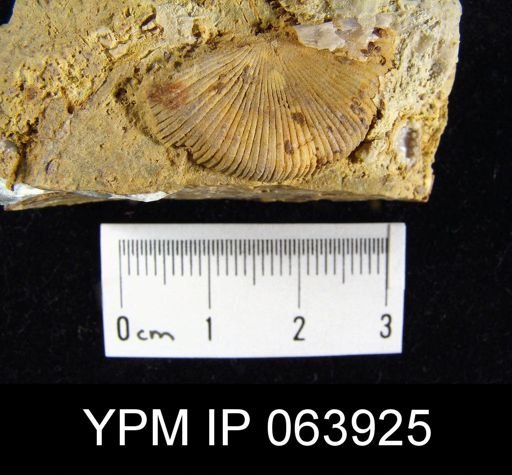 Strophonella prolongata
