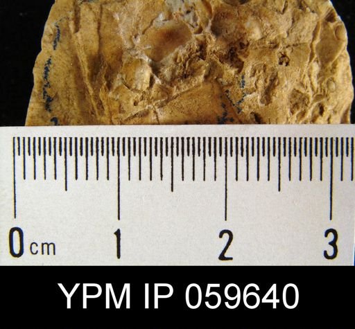 Chonetes sp.